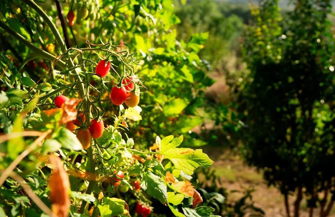 Agriturismo Sant'Emilia-1